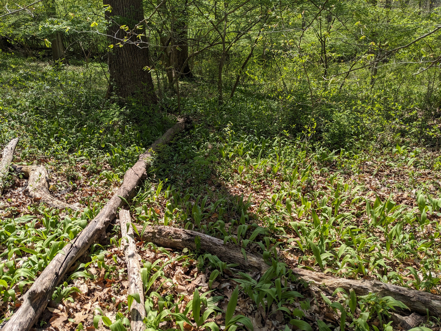 Wild Ramps