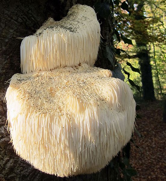Lion's Mane Tincture