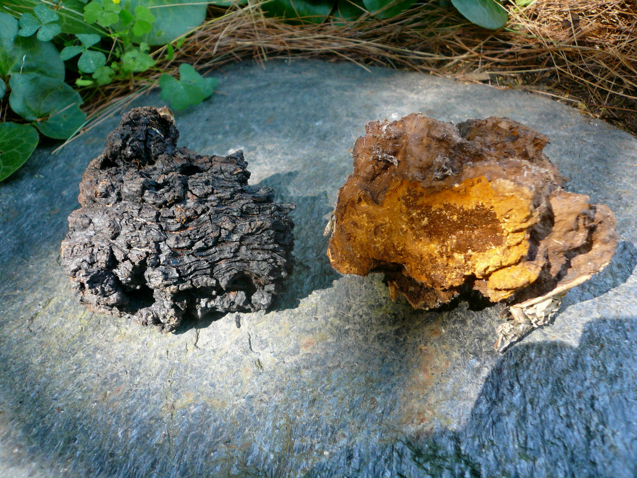 Vanilla-Chaga Bitters