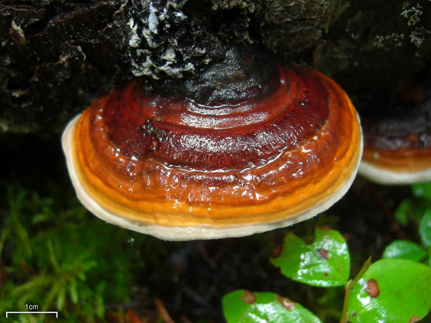 Polypore Tincture