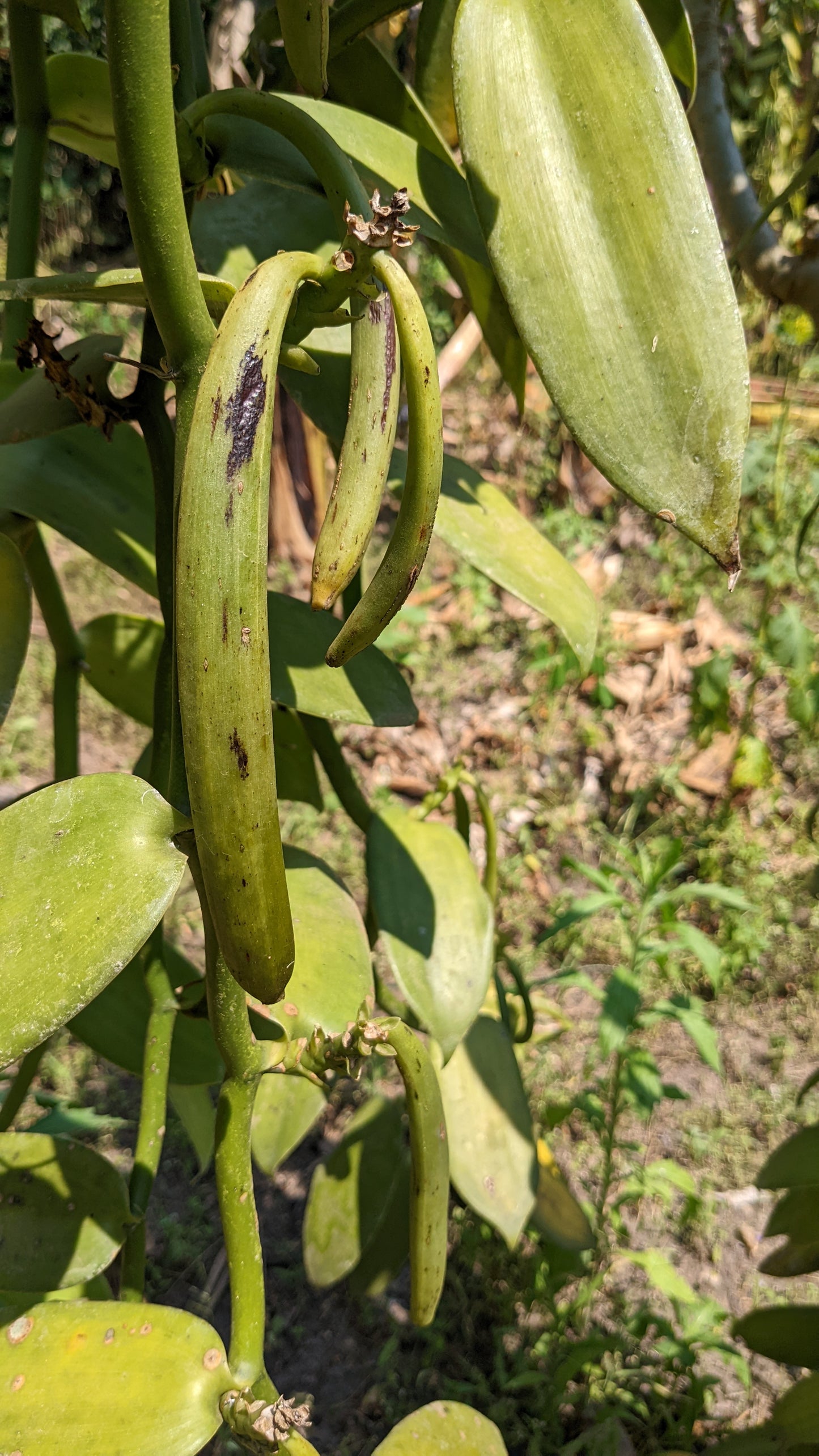 Bulk Grade A Ugandan Vanilla Beans