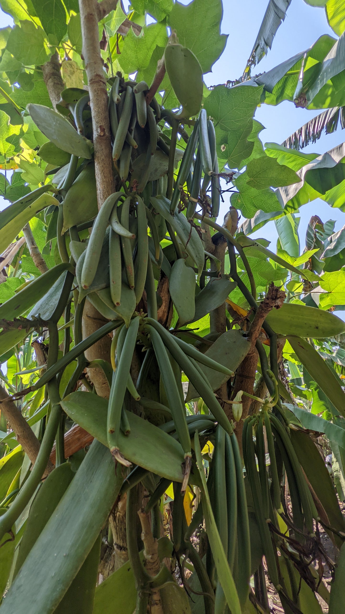 Bulk Grade A Ugandan Vanilla Beans