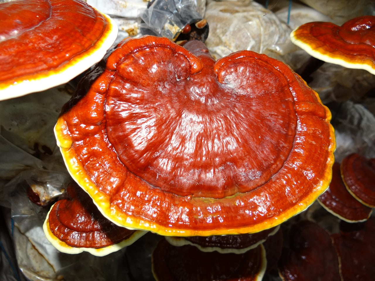 Red Reishi Tincture