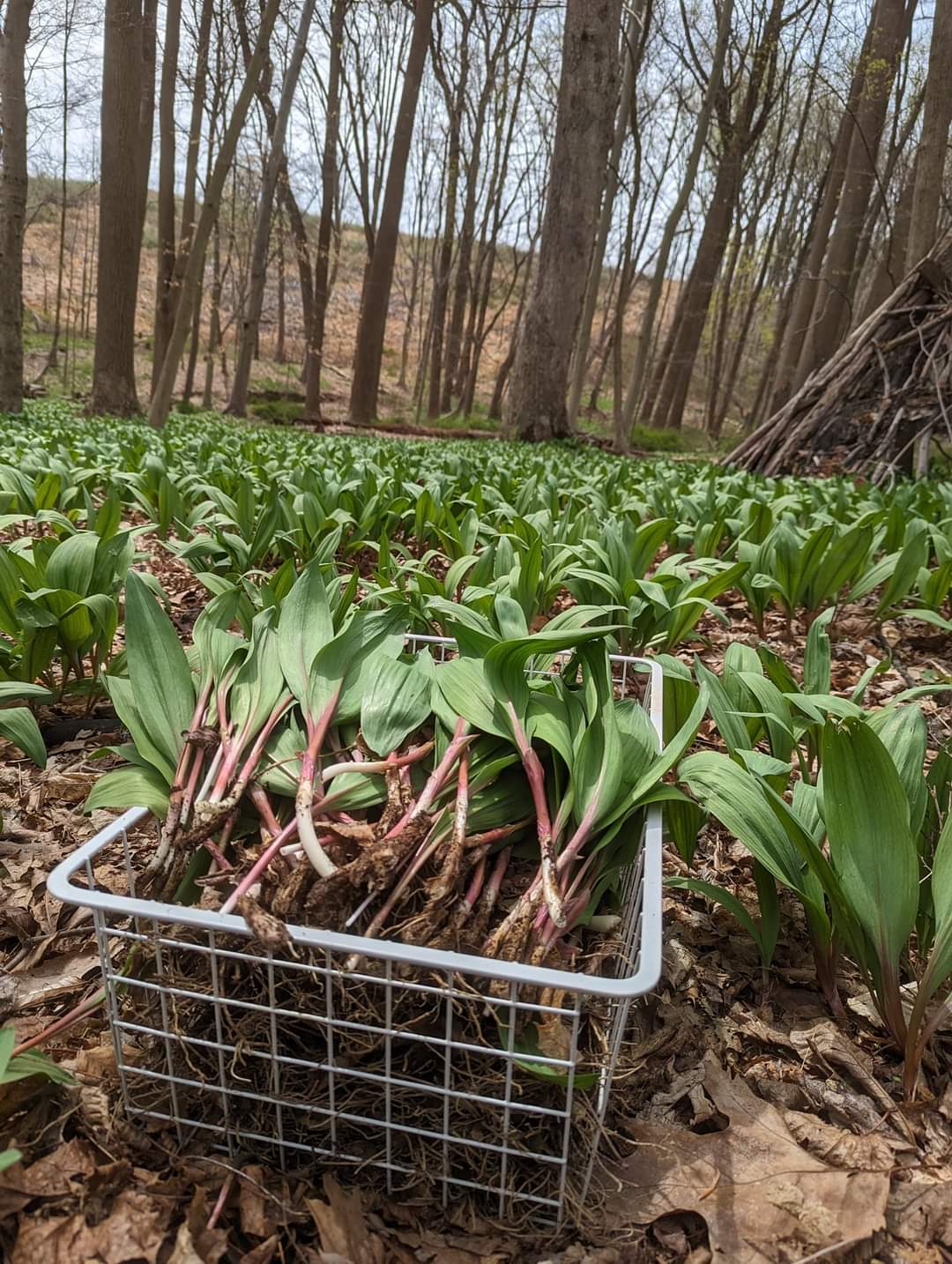 Wild Ramps