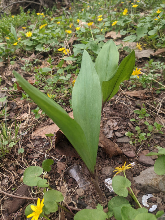 Wild Ramps