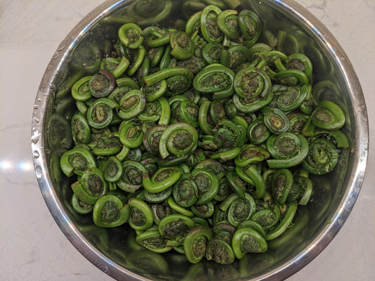 Fiddlehead Ferns