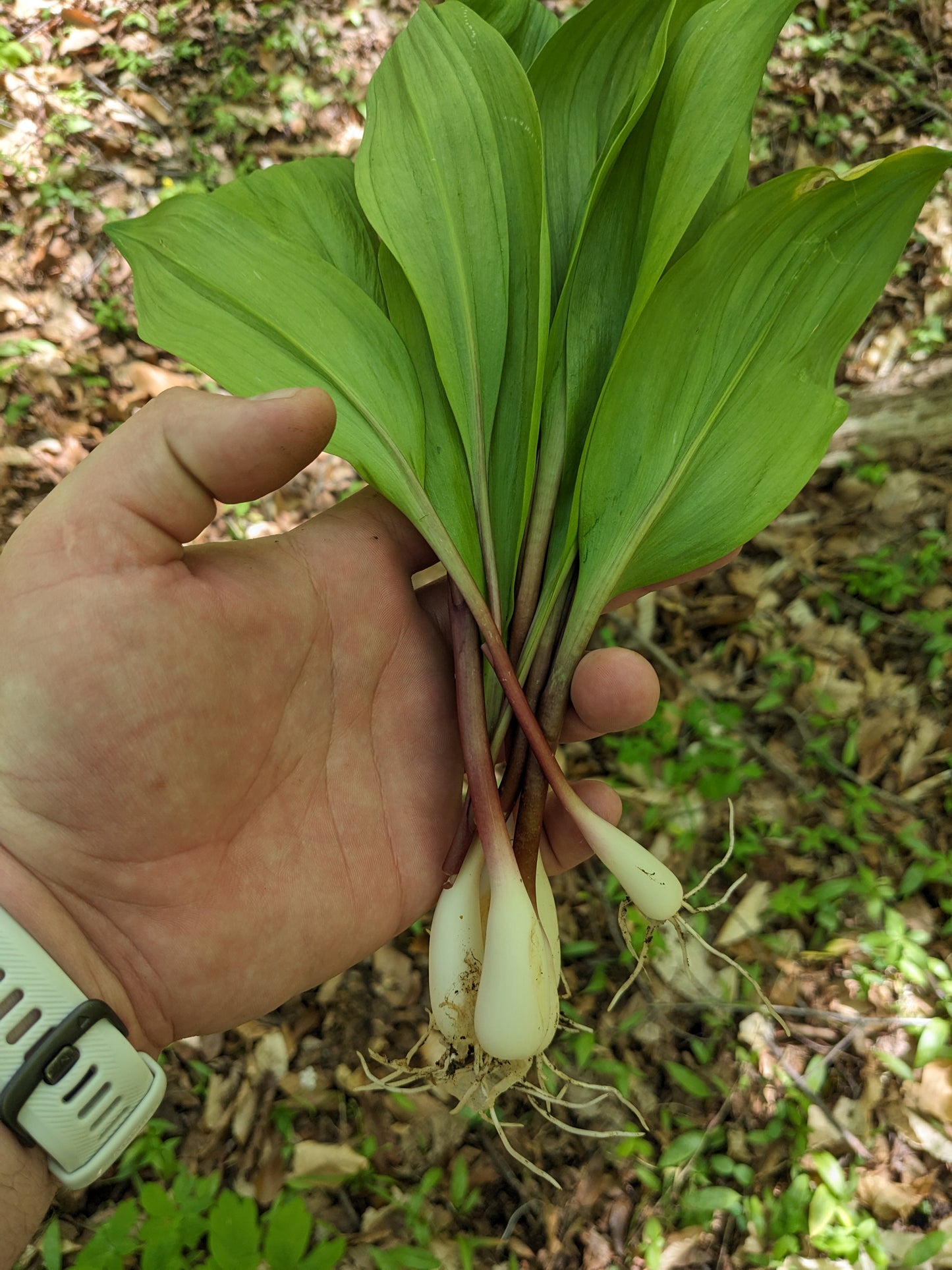 Wild Ramps