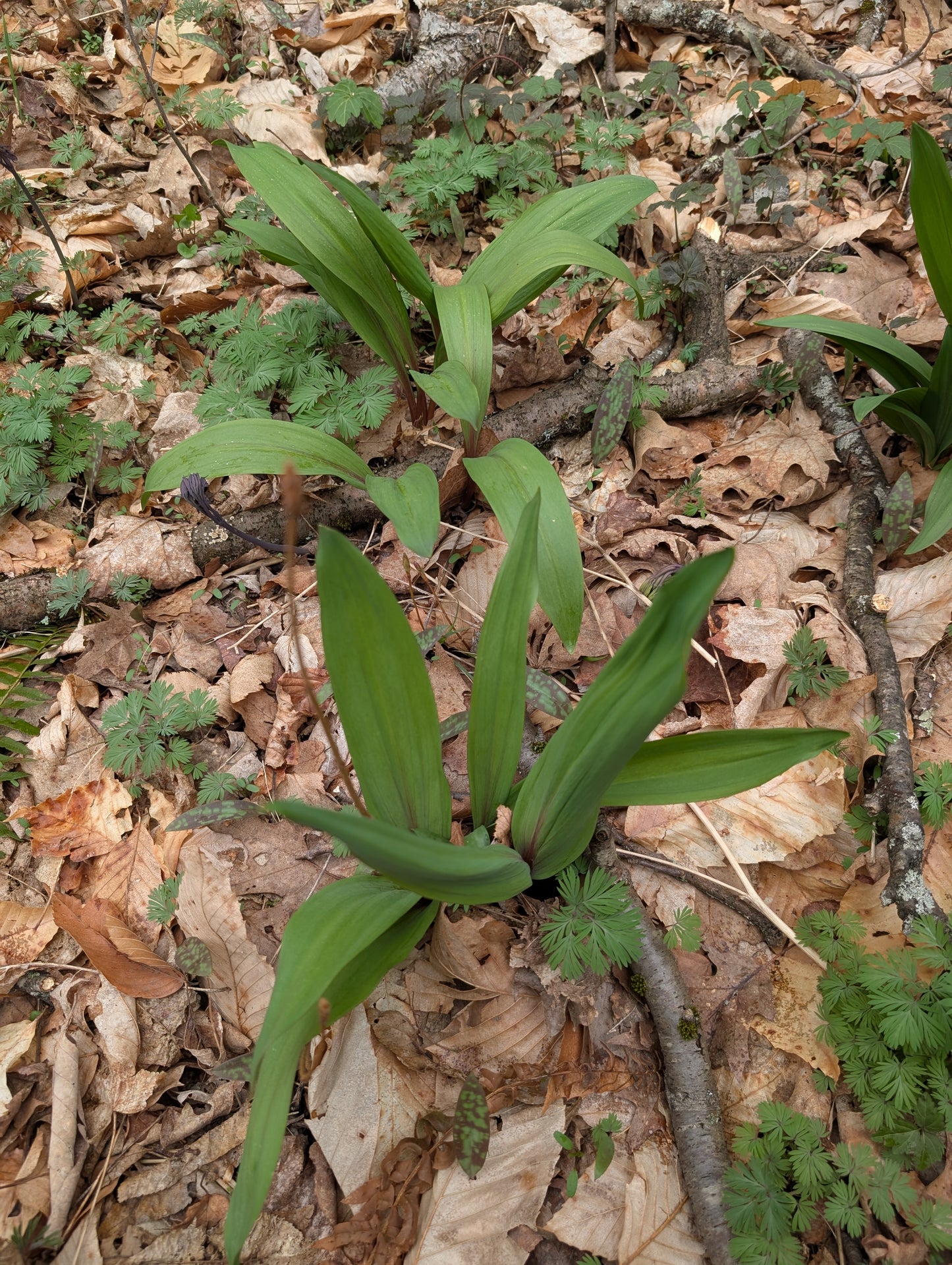 Wild Ramps