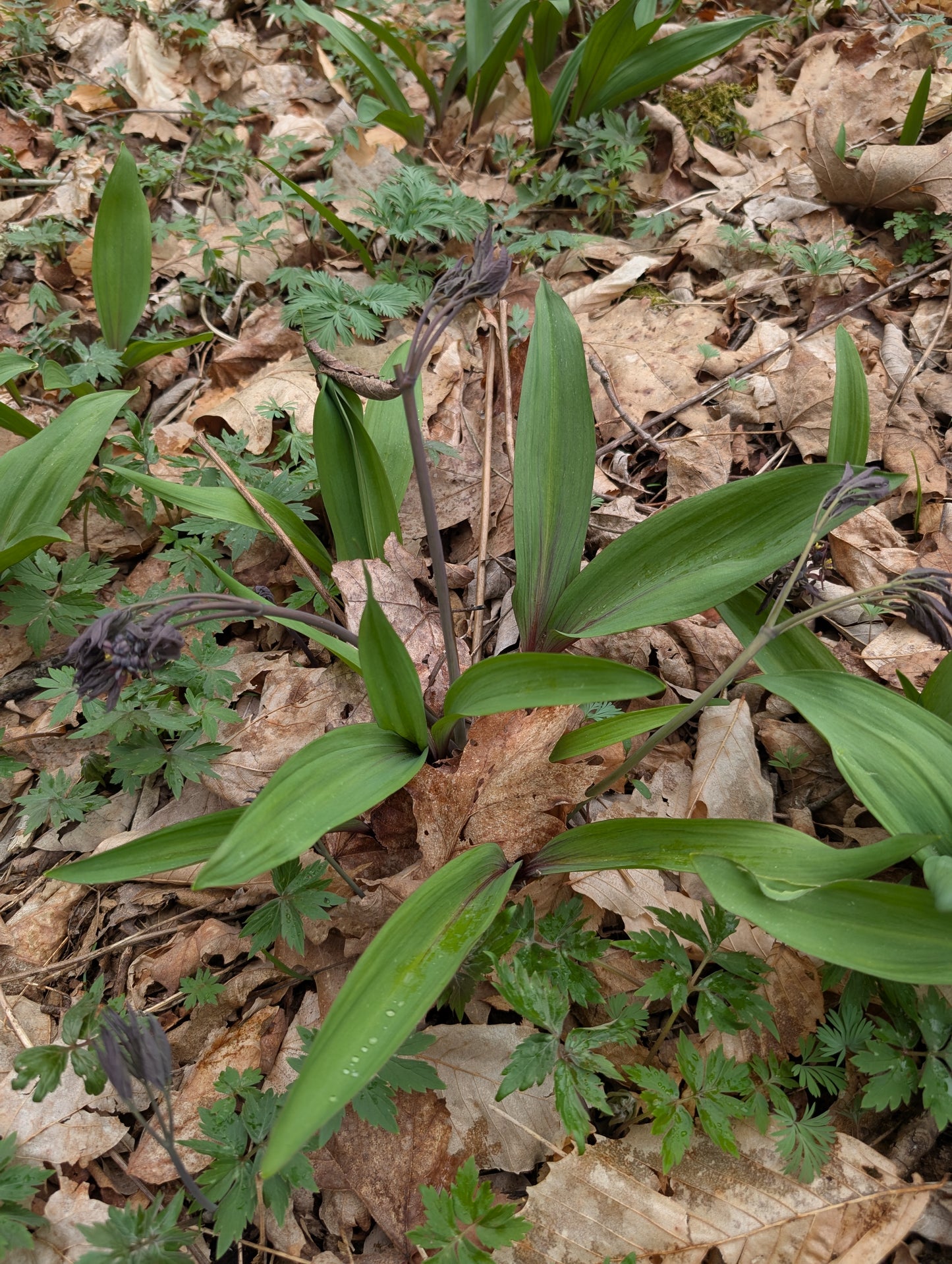 Wild Ramps